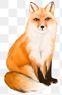 Fox png sticker, cute animal illustration, transparent background