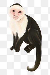 Monkey png sticker, cute animal illustration, transparent background