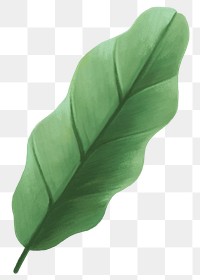 Green leaf png sticker, botanical illustration, transparent background