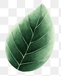 Green leaf png sticker, botanical illustration, transparent background