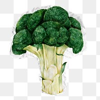 Broccoli vegetable png sticker, paper texture image, transparent background