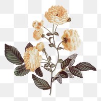 Vintage rose png flower sticker, transparent background