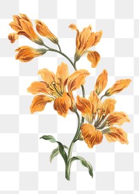 Orange lily png flower sticker, transparent background