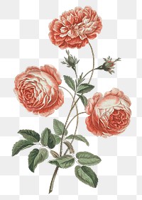 Provence rose png flower sticker, transparent background
