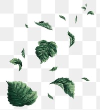 Falling leaf  png sticker, transparent background