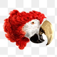 Parrot head png sticker, animal illustration, transparent background 