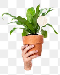 Potted plant png sticker, transparent background