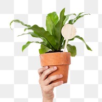 Png hand mockup holding potted bird's nest fern