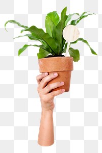 Potted plant png sticker, transparent background