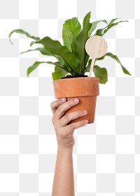 Png hand mockup holding potted bird's nest fern