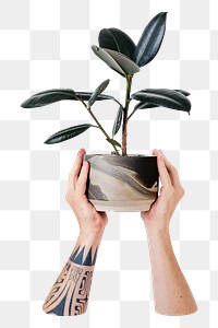 Indoor plant png sticker, transparent background