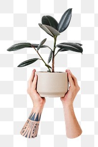 Png potted rubber plant sticker, transparent background