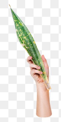 Snake plant png sticker, transparent background