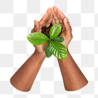 Growing plant png sticker, in cupped hands, transparent background