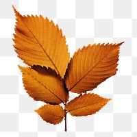 Autumn leaf png sticker, transparent background