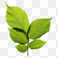 Green leaf png sticker, transparent background