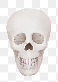 Human skull png sticker, transparent background