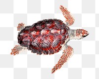 Sea turtle png sticker, transparent background