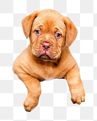 Cute puppy png sticker, transparent background