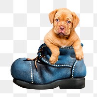 Cute puppy png in a boot, transparent background