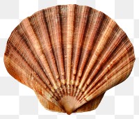 Clam shell png sticker, transparent background