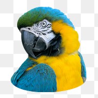 Macaw parrot png sticker, transparent background