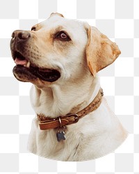 Labrador retriever png sticker, transparent background