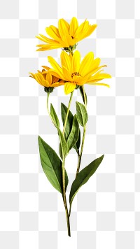 Yellow daisy png sticker, transparent background