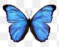 Blue butterfly png sticker, transparent background 
