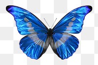 Morphidae butterfly png sticker, transparent background 
