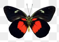 Butterfly png sticker, transparent background