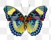 African butterfly png sticker, transparent background