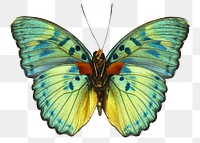 Green butterfly png sticker, transparent background 