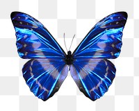 Morphidae butterfly png sticker, transparent background 