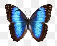 Blue butterfly png sticker, transparent background