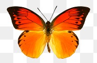 Orange butterfly png sticker, transparent background