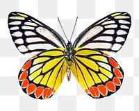 Butterfly png animal sticker, transparent background