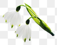 Snowdrop flowers png sticker, transparent background 
