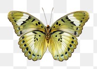 Green butterfly png sticker, transparent background