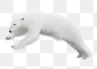 Polar Bear png sticker, transparent background