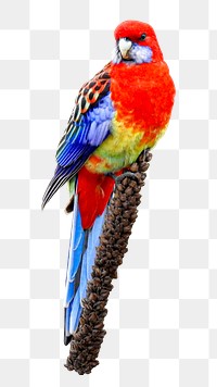 Eastern rosella bird png sticker, transparent background