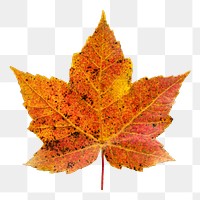 Fall maple leaf png sticker, transparent background 