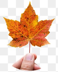 Png hand holding autumn leaf sticker, transparent background 