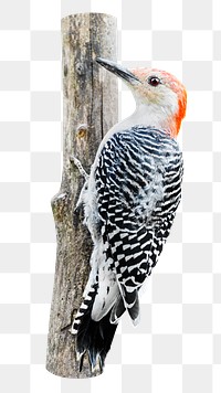 Png red-bellied woodpecker bird sticker, transparent background