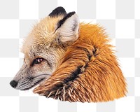 Red fox png sticker, transparent background