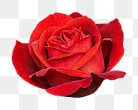 Red rose png sticker, transparent background