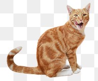 Tabby cat png sticker, transparent background 