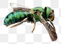 Green wasp png sticker, transparent background