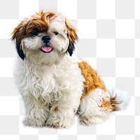 Shih Tzu dog png sticker, transparent background 