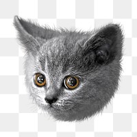 Cute kitten png sticker, transparent background 